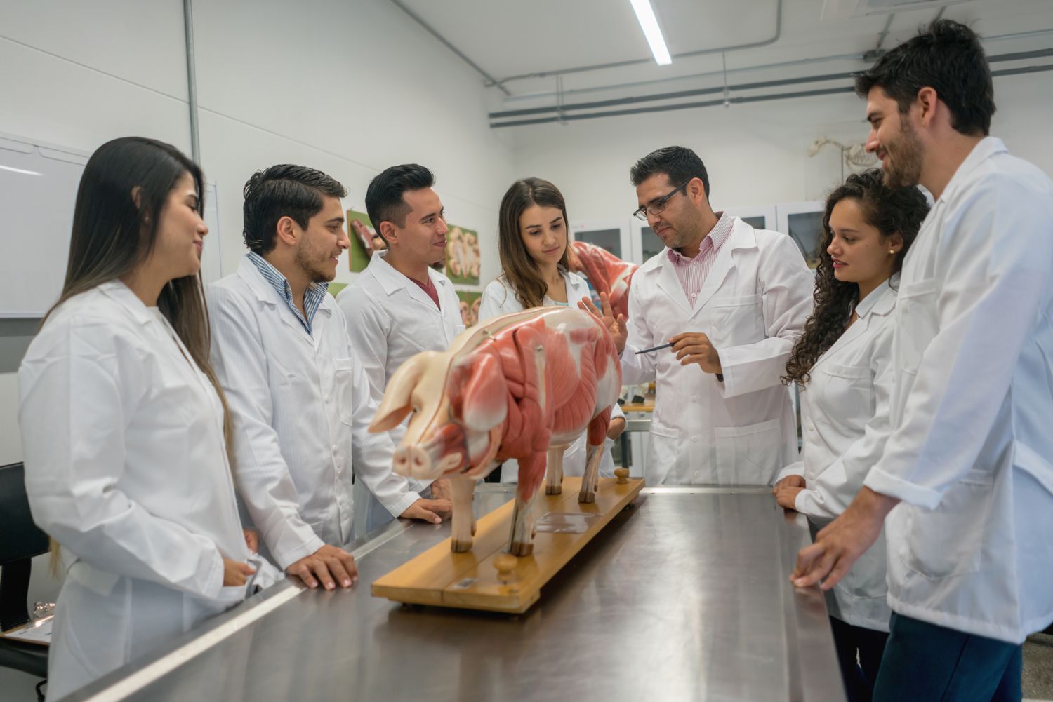 The Ultimate Ranking: Unveiling The Top College For Veterinary Medicine!