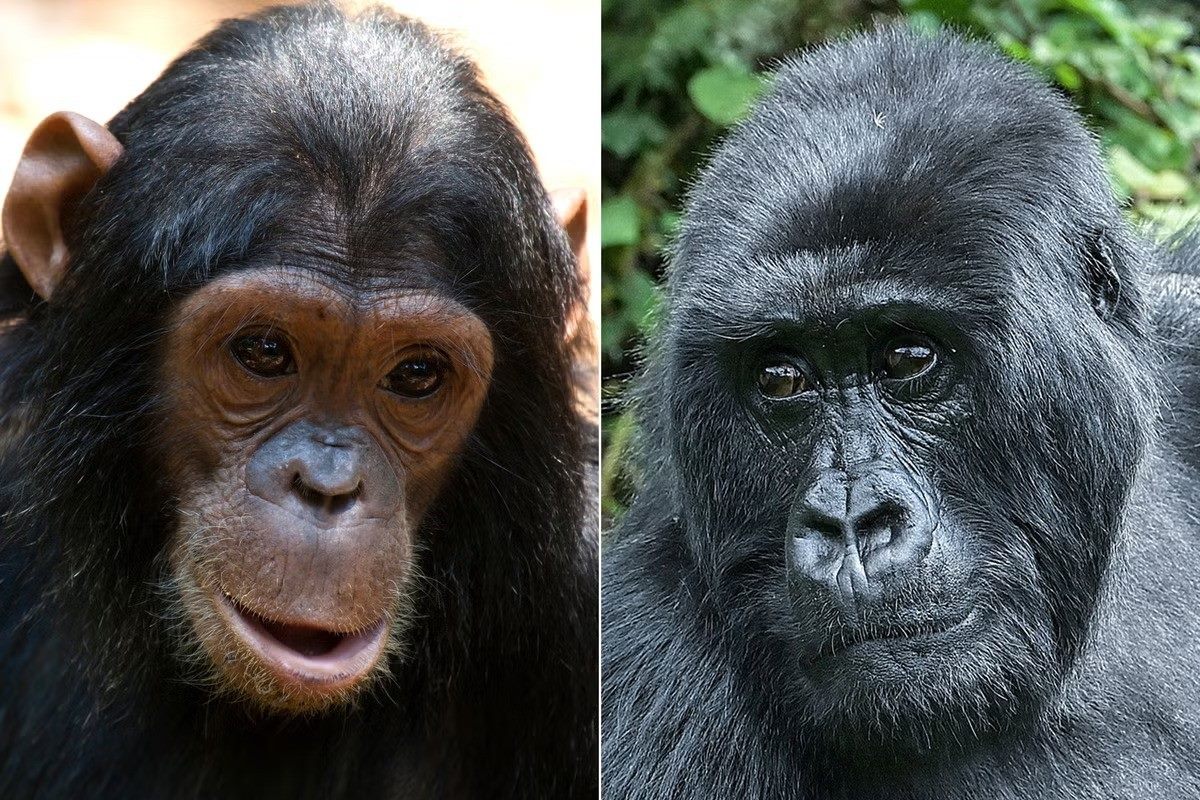 The Ultimate Showdown: Chimp Vs Gorilla - Who Comes Out On Top?