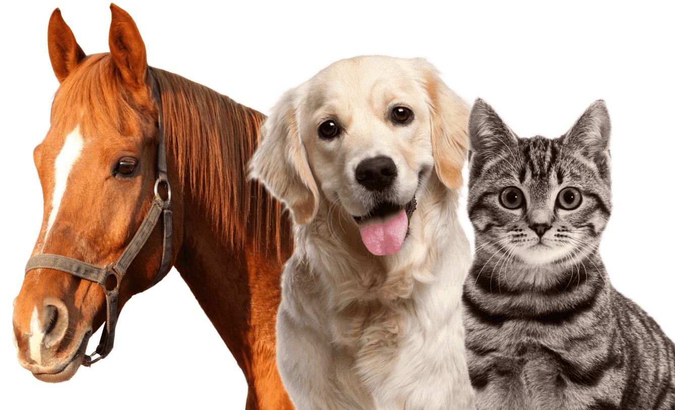 The Ultimate Showdown: Horse Vs Dog Vs Cat - Who Reigns As The Smartest?