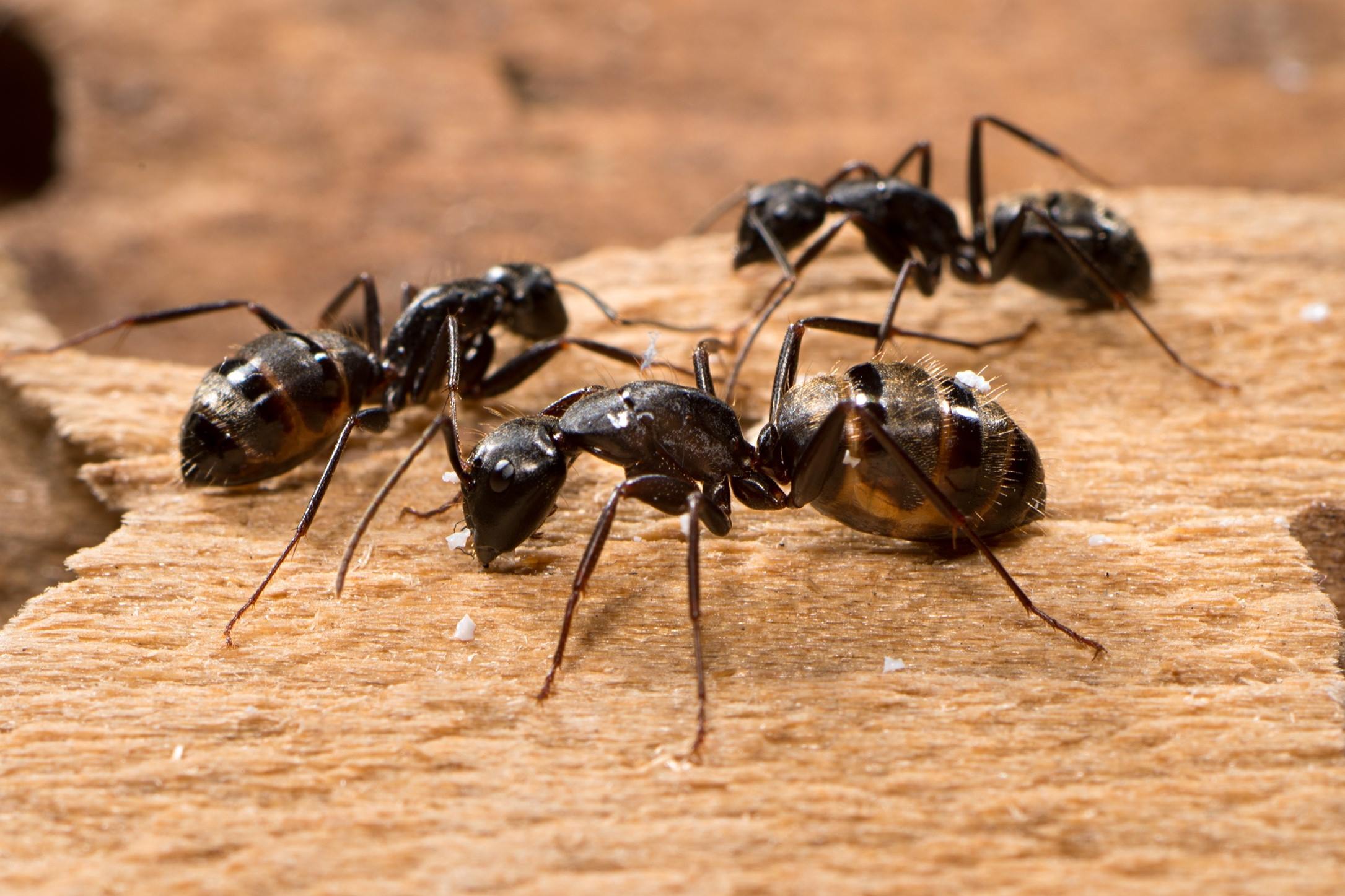 The Ultimate Solution To Eliminate Carpenter Ants: Forget About Boric Acid!