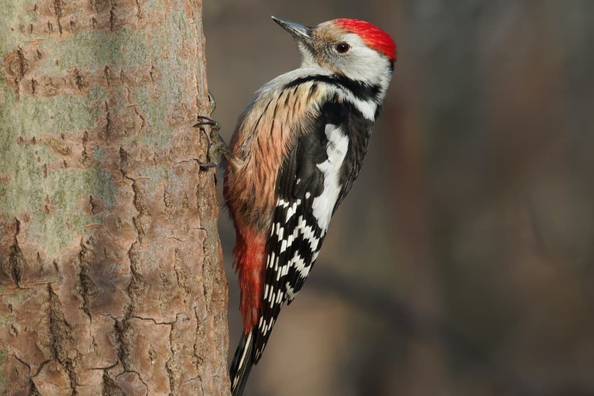 The Ultimate Solution To Safely Stop Woodpeckers From Damaging Your House