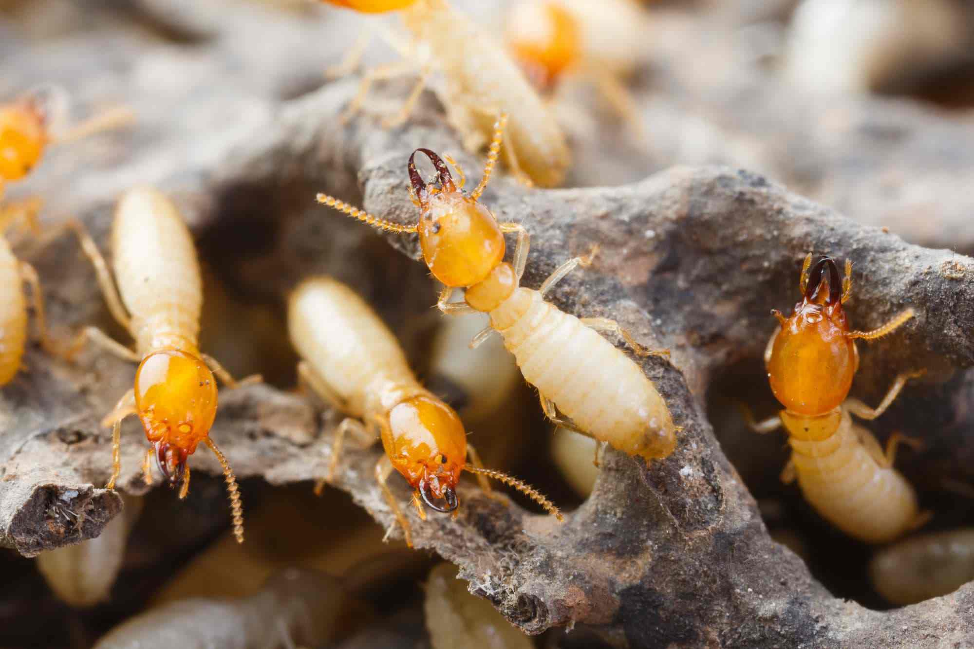 The Ultimate Technique To Eliminate Termites In Your Wall - Say Goodbye To Infestations!