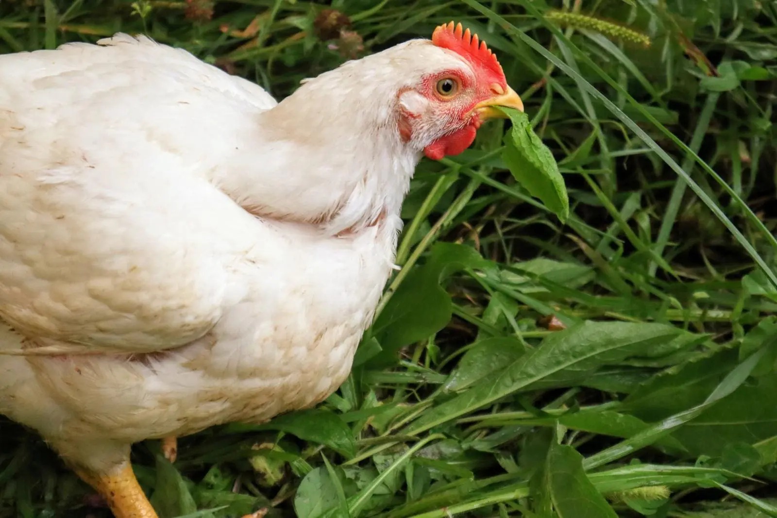 This Chicken’s Surprising Grass-Eating Habit Will Leave You Speechless!