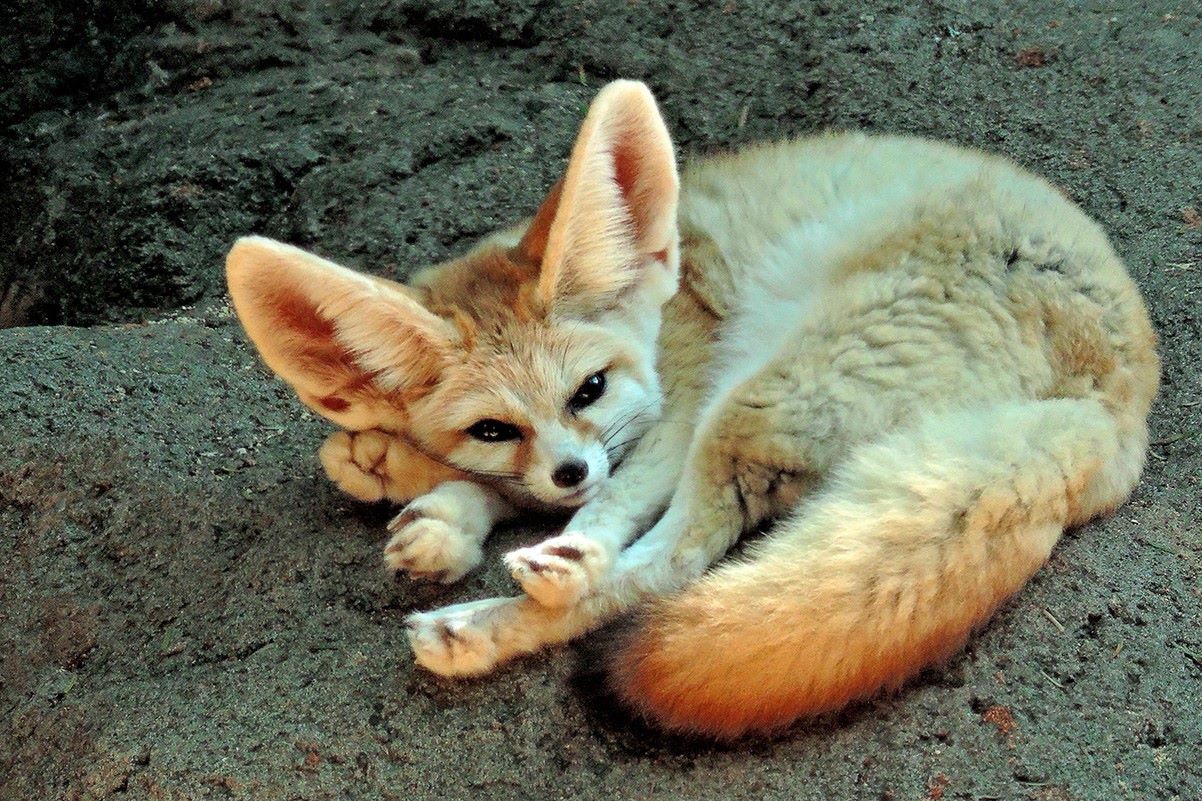 Top 10 Gorgeous Names For Female Fennec Foxes