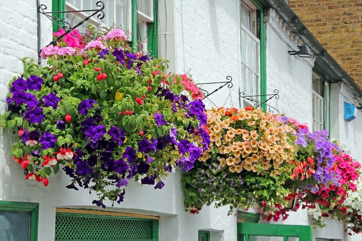 Top 10 Plants For Stunning Hanging Baskets!