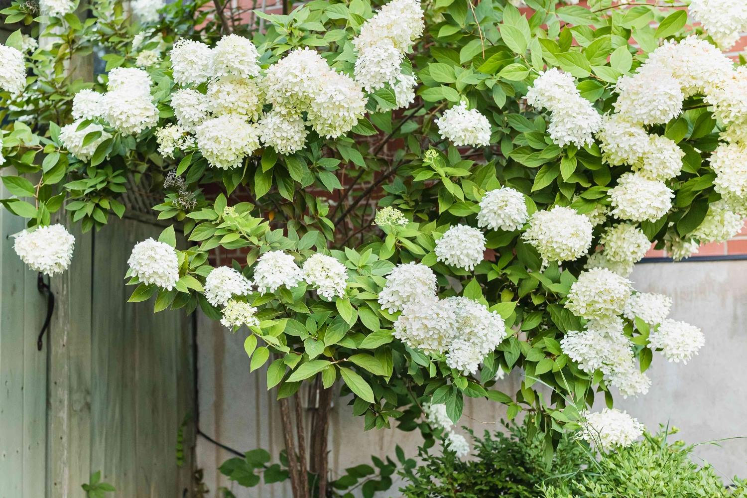 Top White Flowering Trees For Small Gardens In Northern California
