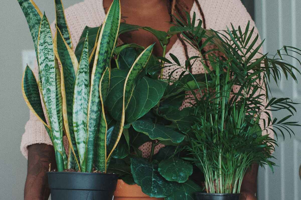 Transform Your Snake Plant With This Summer Hack!