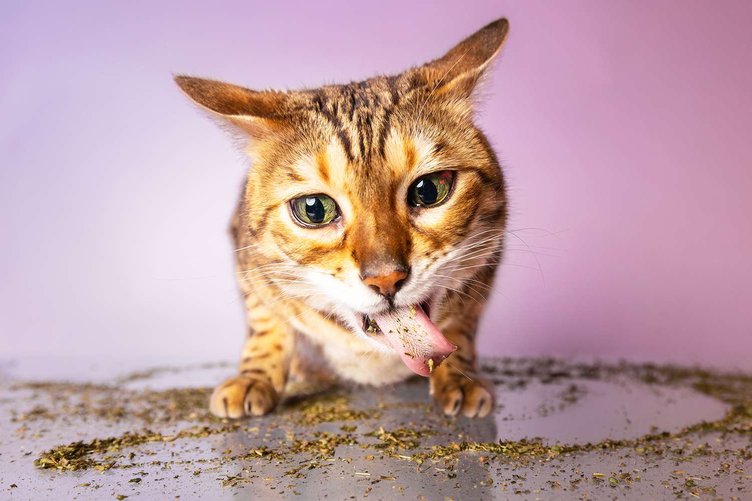 Unbelievable: Cats Smoking Catnip! Find Out How!