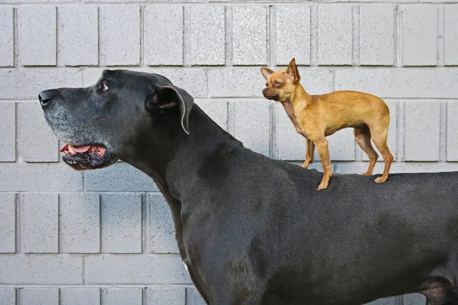 Unbelievable Crossbreed: Great Dane And Chihuahua Mix – Fact Or Fiction?