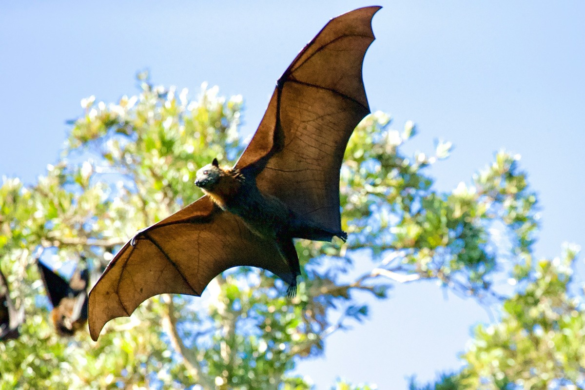 Unbelievable! The Mind-blowing Distance You Need To Be From A Bat To Hear Its Squeaks Outside!
