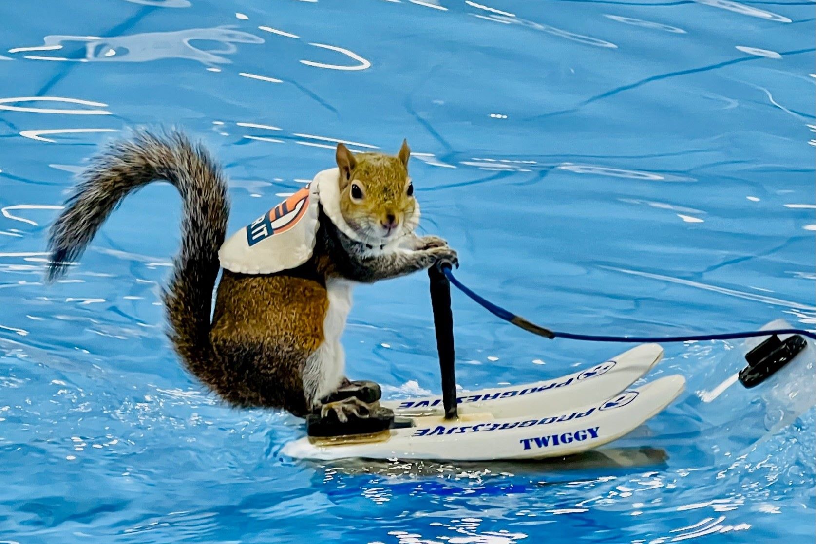 Unbelievable: Watch These Squirrels Nail Synchronized Swimming Routines!