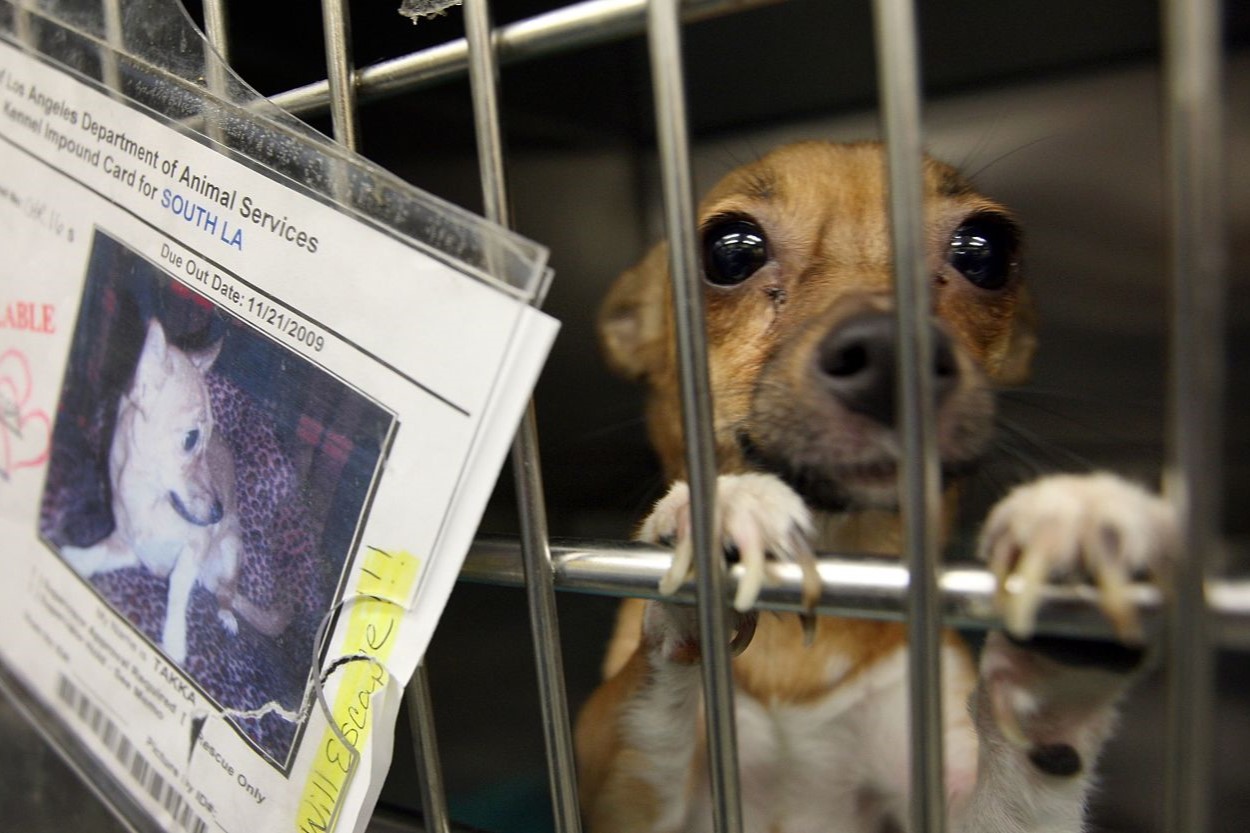 Uncover Shocking Animal Abuse: The Truth Behind Pet Store Photos