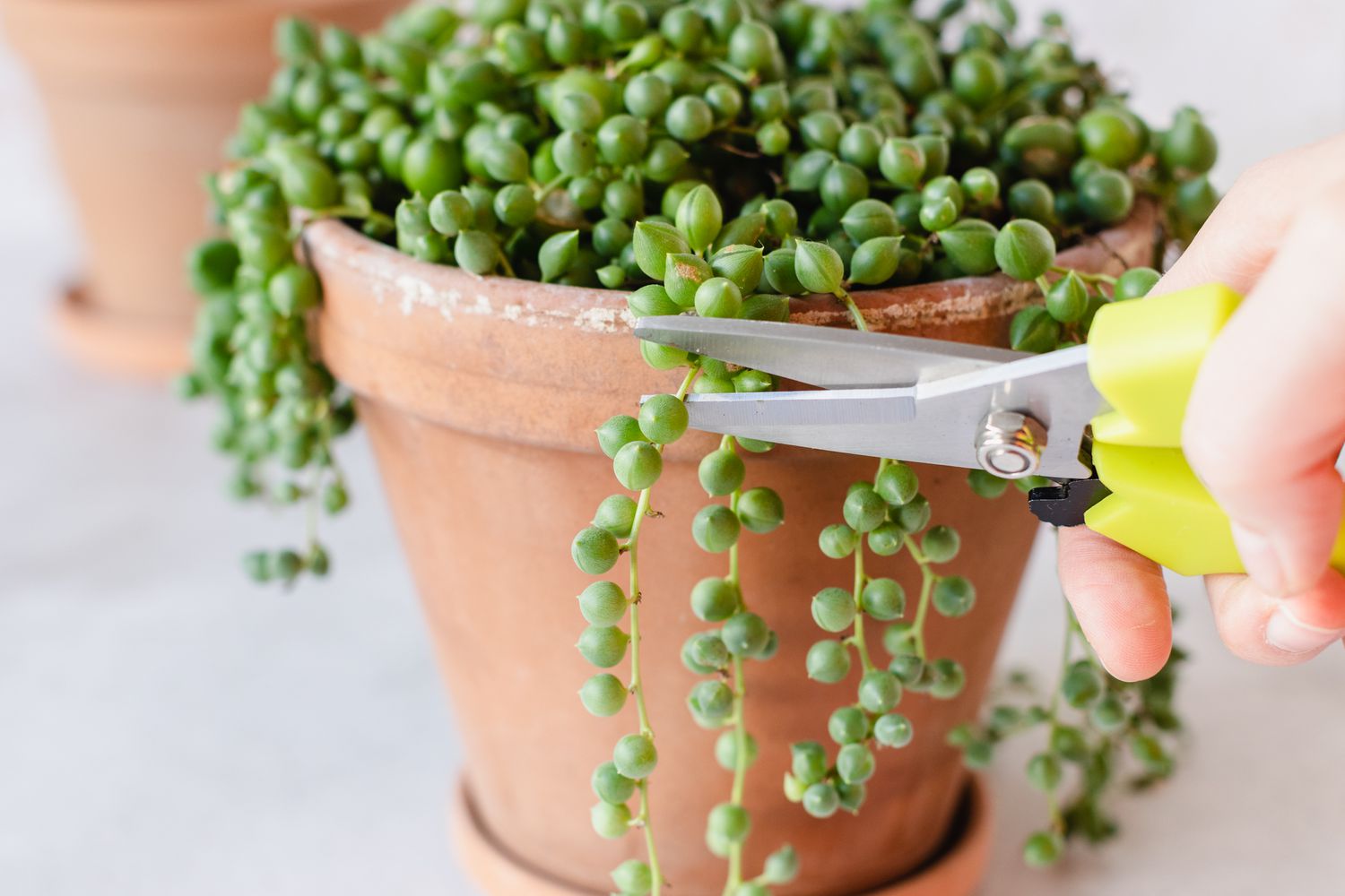 Unleash Your Green Thumb: Learn How To Propagate String Of Pearl Leaves!