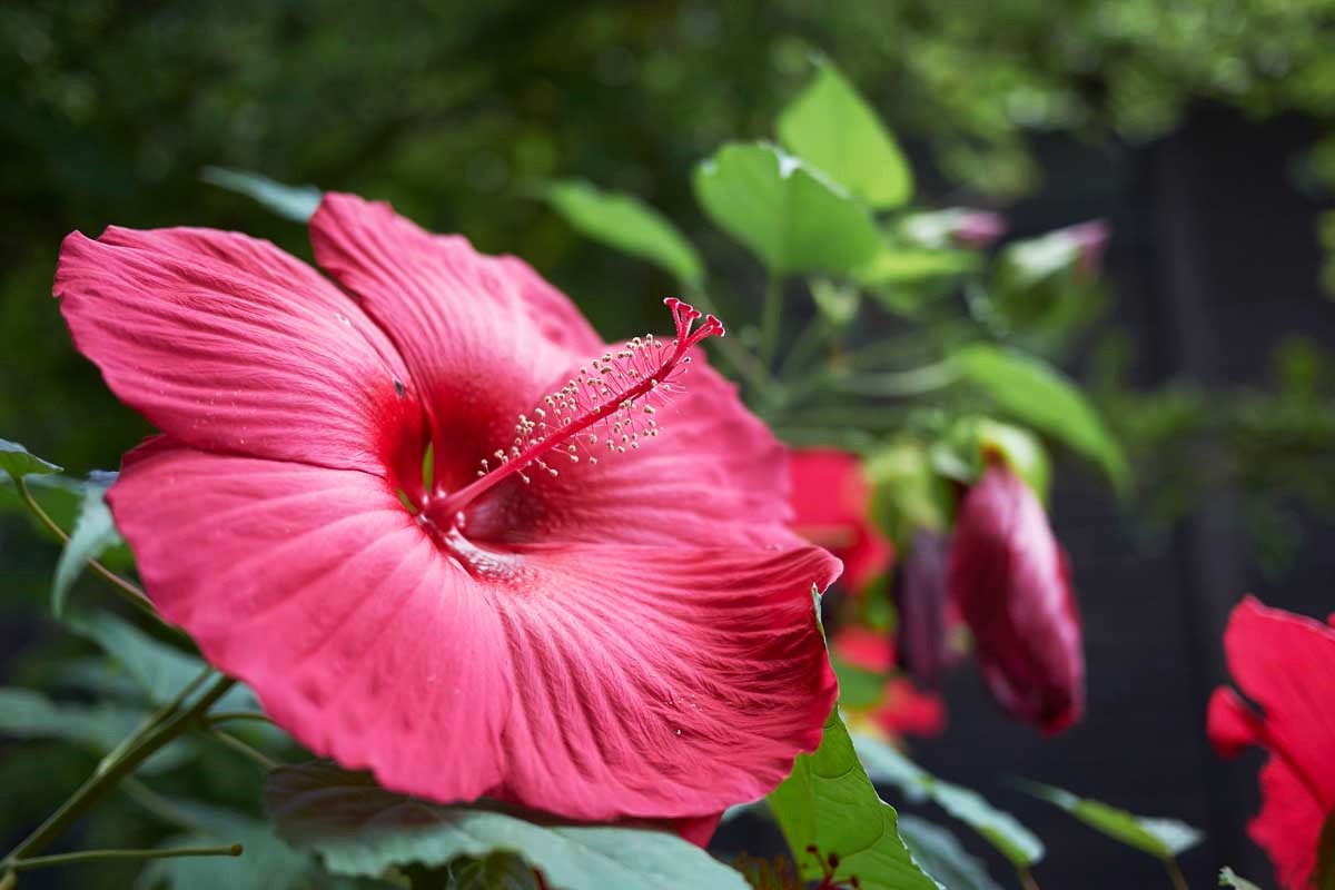 Unlock The Secret To Getting Your Hibiscus Plant To Bloom!