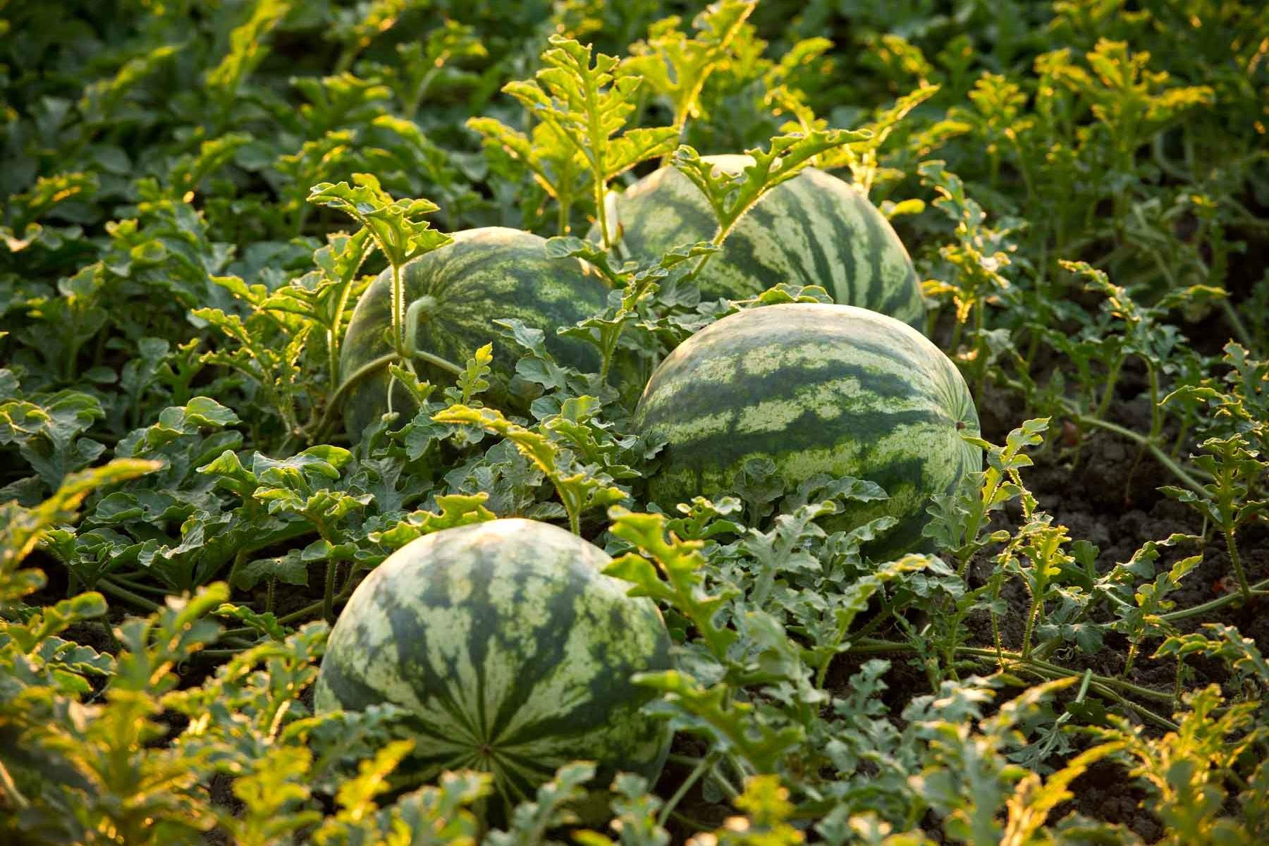 Unlock The Secret To Growing Your Own Watermelons With Store-Bought Seeds!