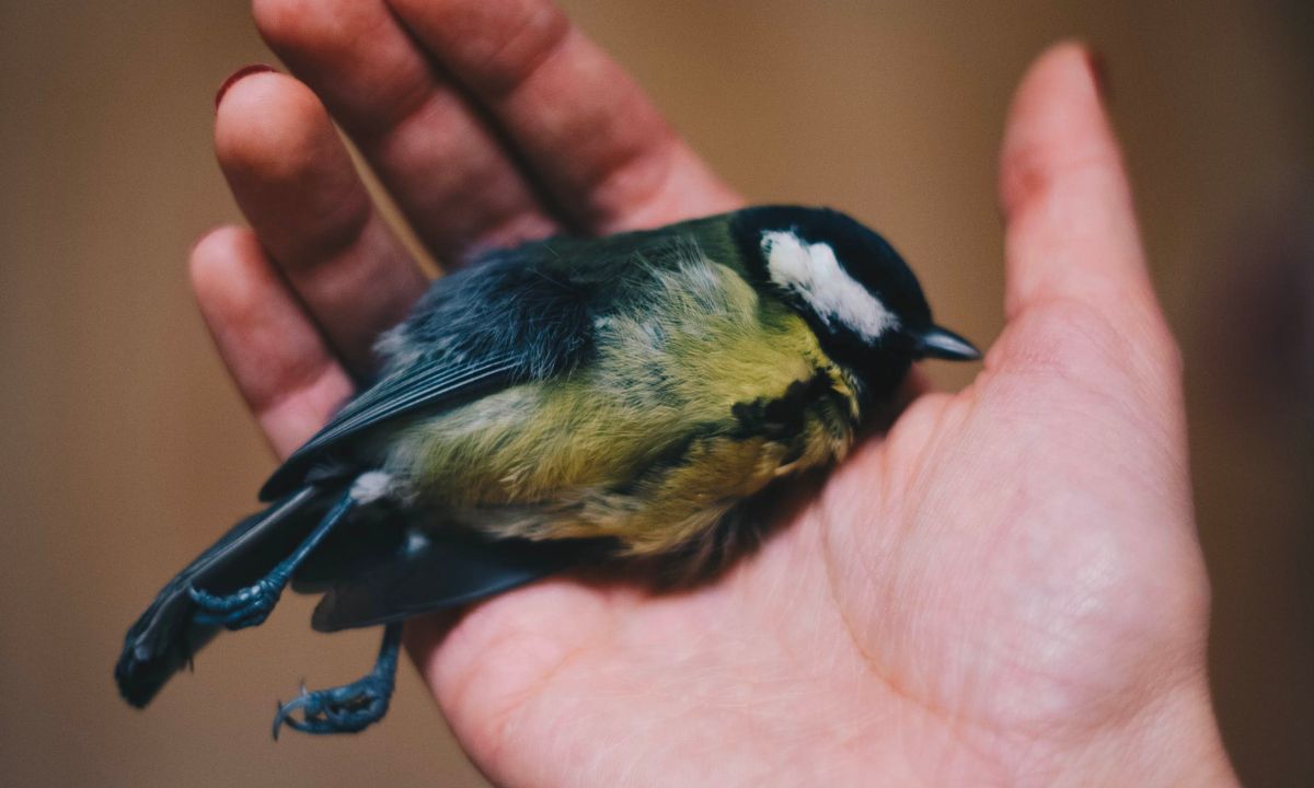 Unlocking The Hidden Spiritual Meaning Of A Dead Bird