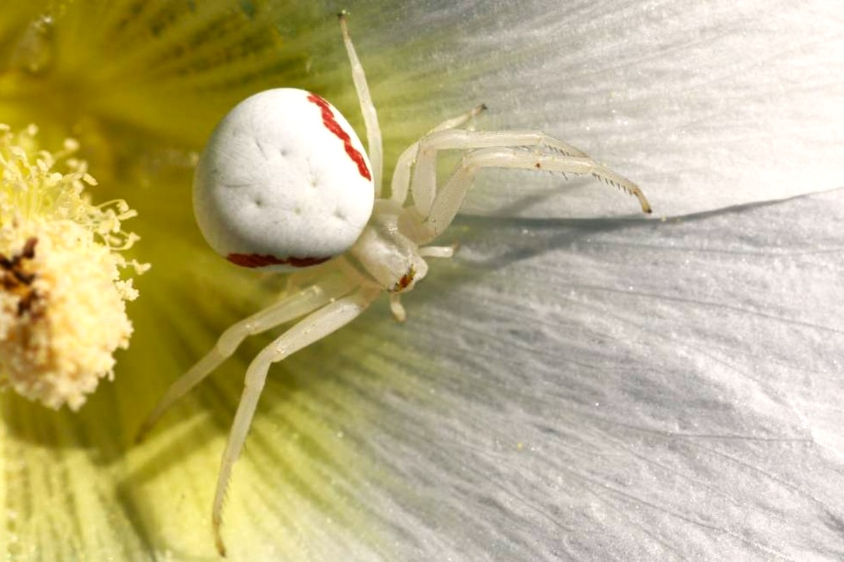 Unstoppable White Spider Haunts Dreamer's Every Move