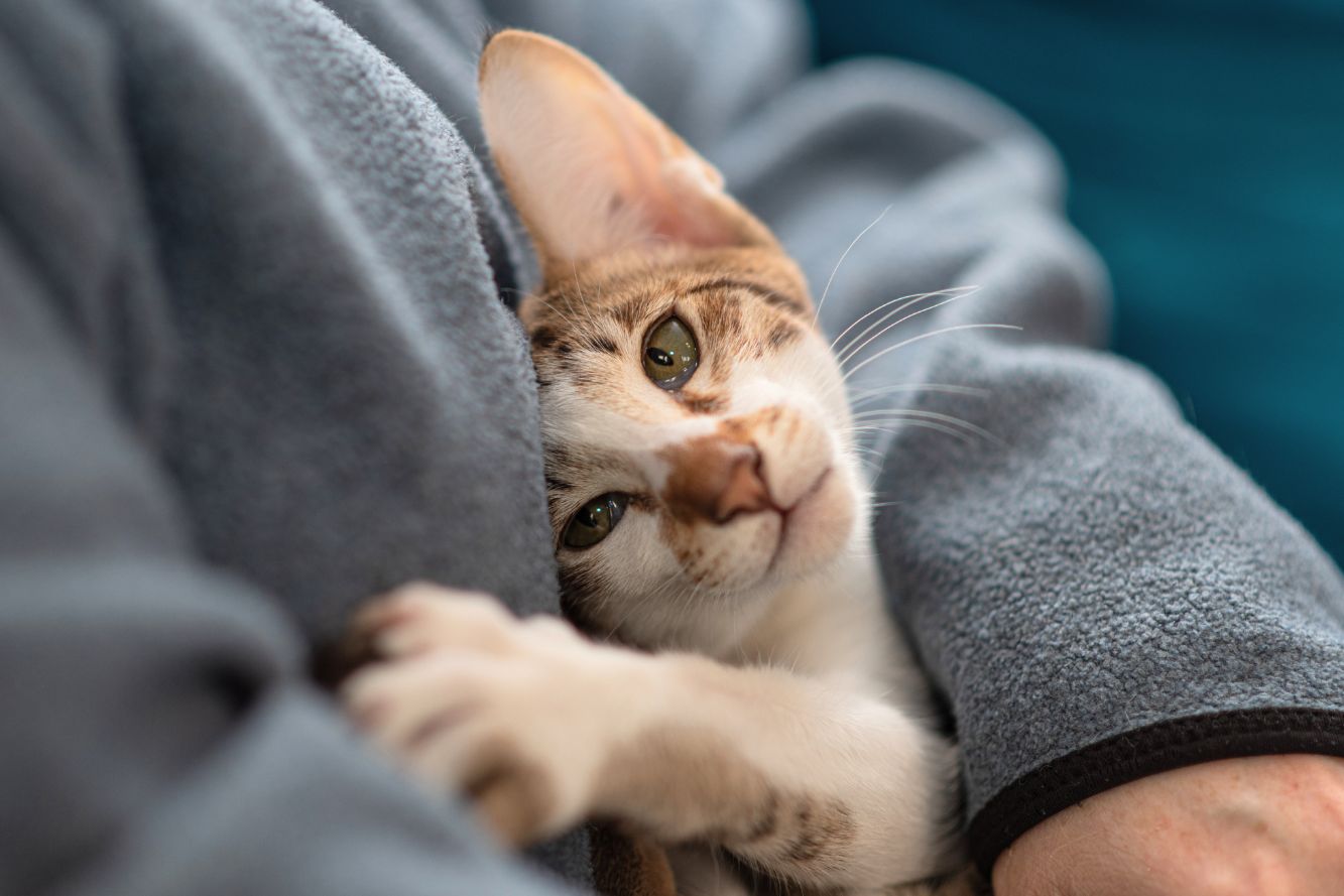 Unusual Cat Behavior: Discover The Surprising Reason Behind Your Feline's Sudden Affectionate Nature!