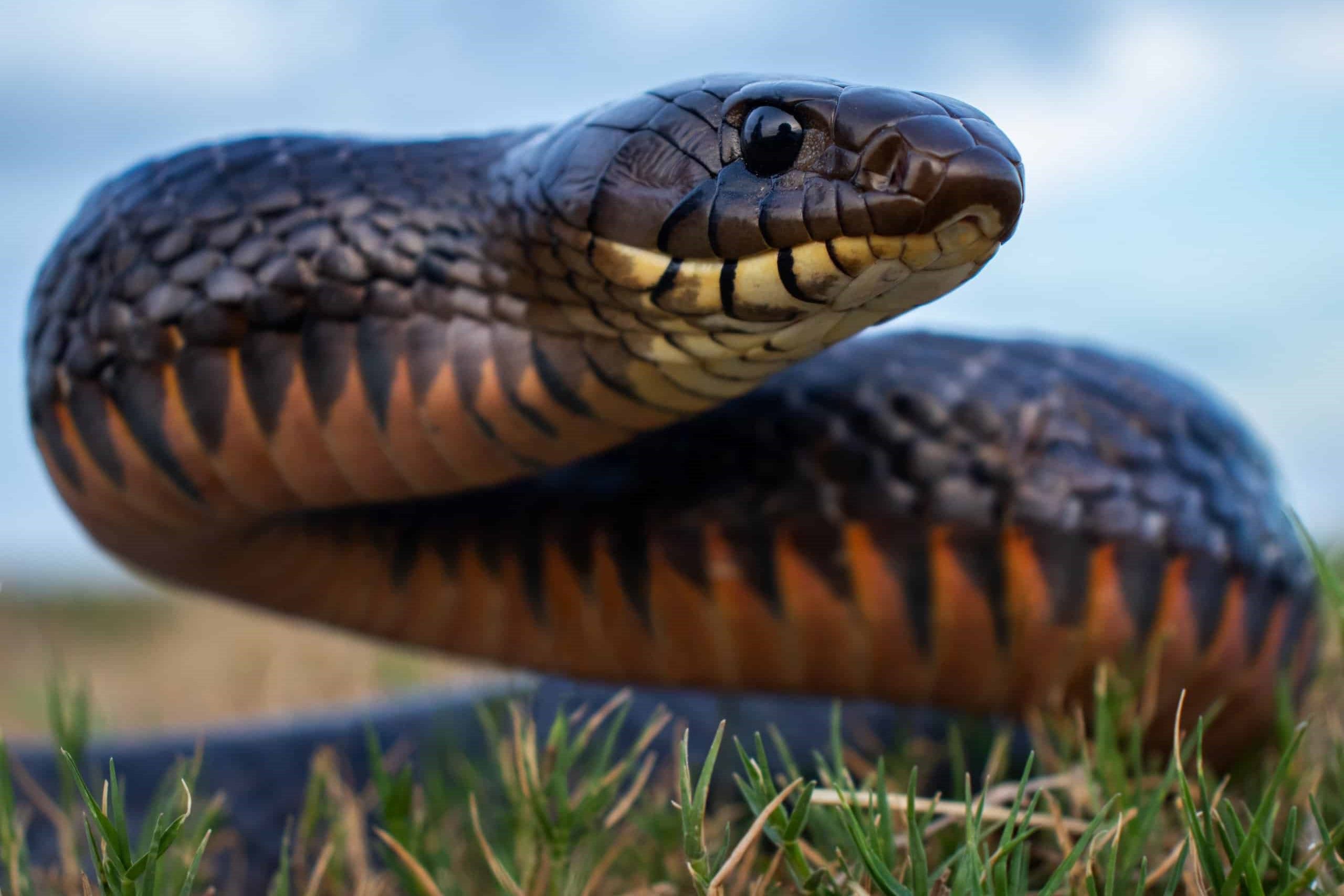 Unveiling The Astonishing Contrasts Between Black Rat Snakes And Indigo Snakes!