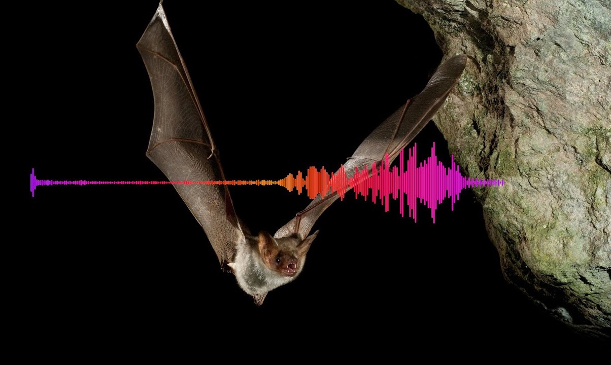 Unveiling The Mysterious Sounds Of Bats