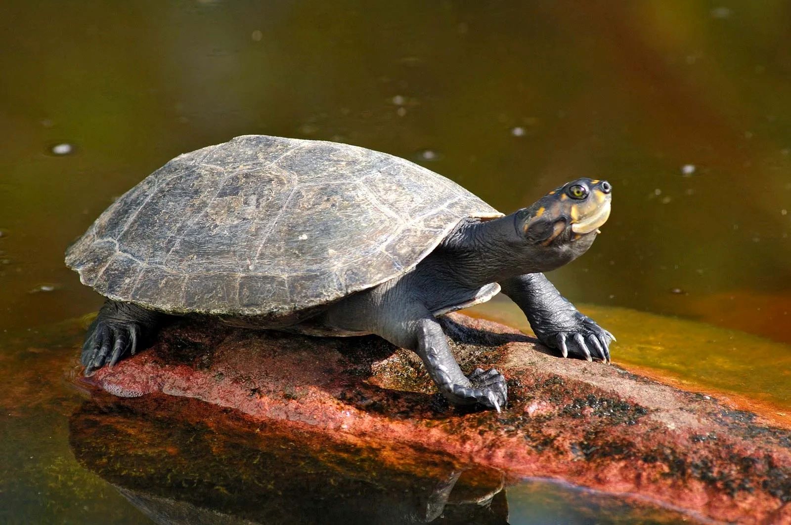 Unveiling The Mystery: Identifying Your Turtle’s Species And Gender