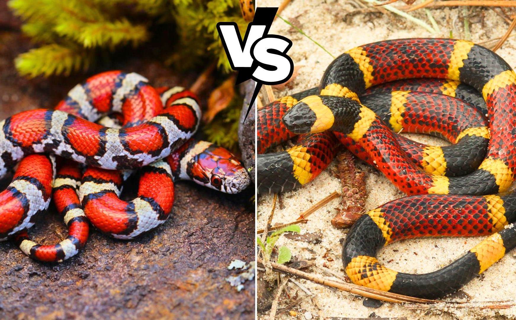 Unveiling The Secrets: Identifying Coral Snakes Vs. King Snakes