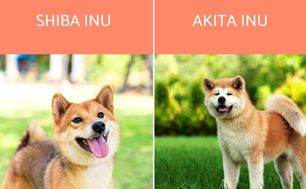 Unveiling The Surprising Contrasts Between Akita Inu And Shiba Inu!