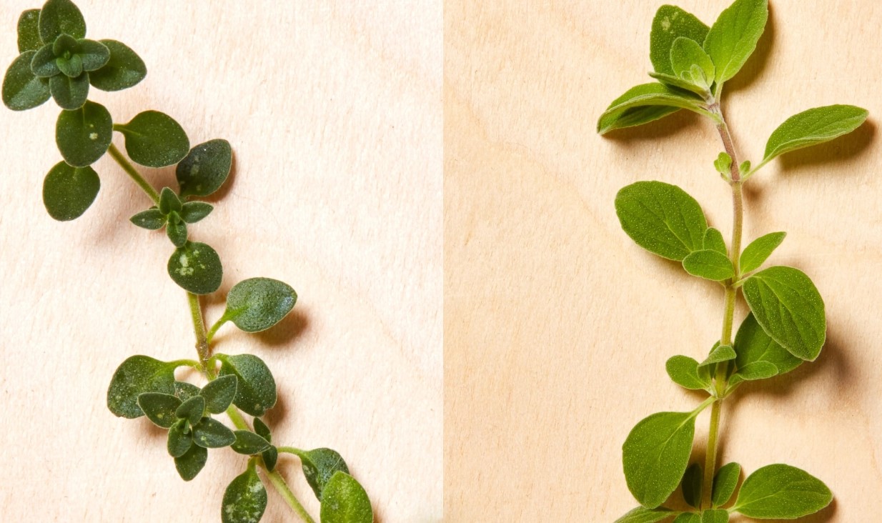 Unveiling The Surprising Differences Between Oregano And Thyme!