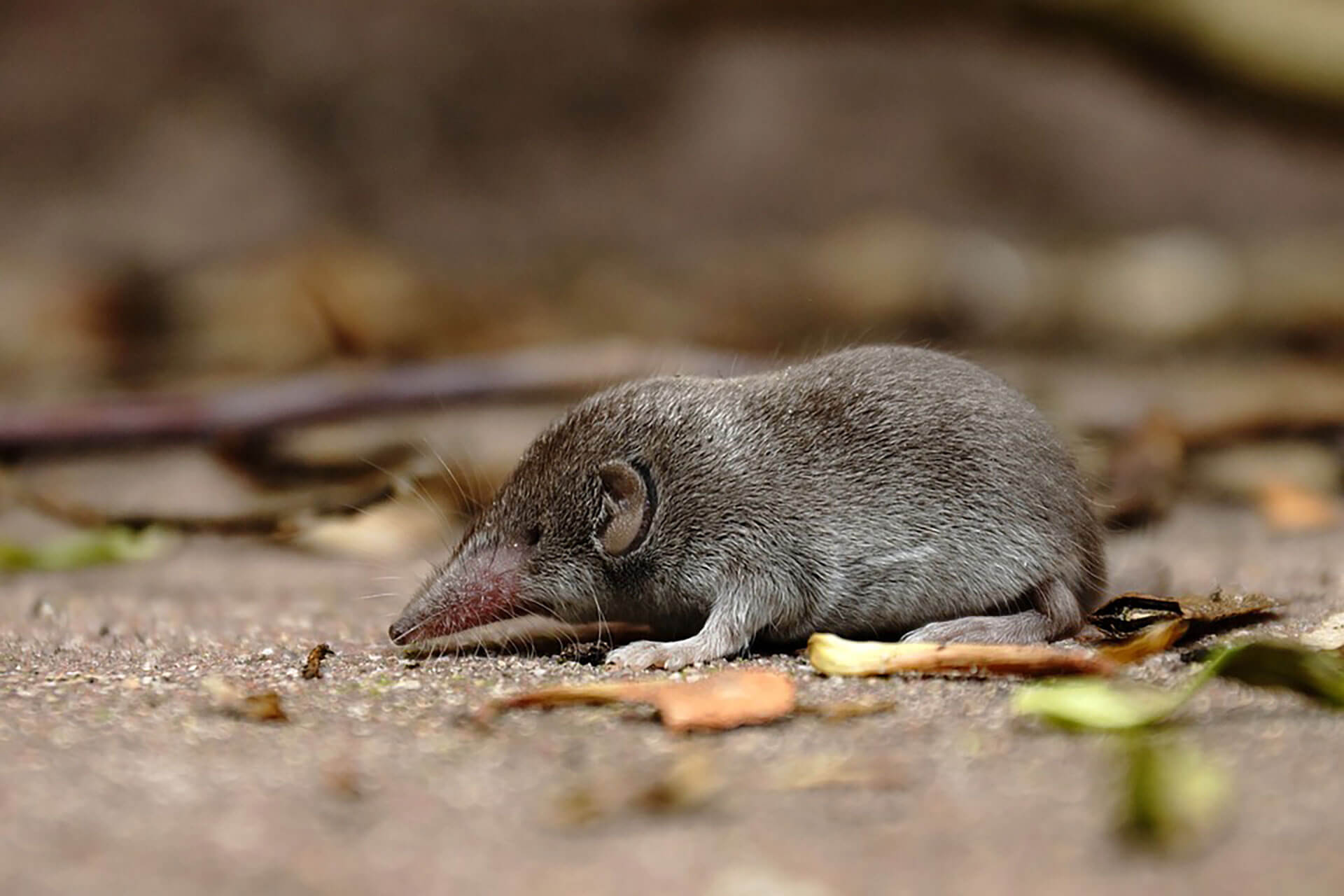 Unwanted Shrew Invades Home: Discover The Ultimate Solution