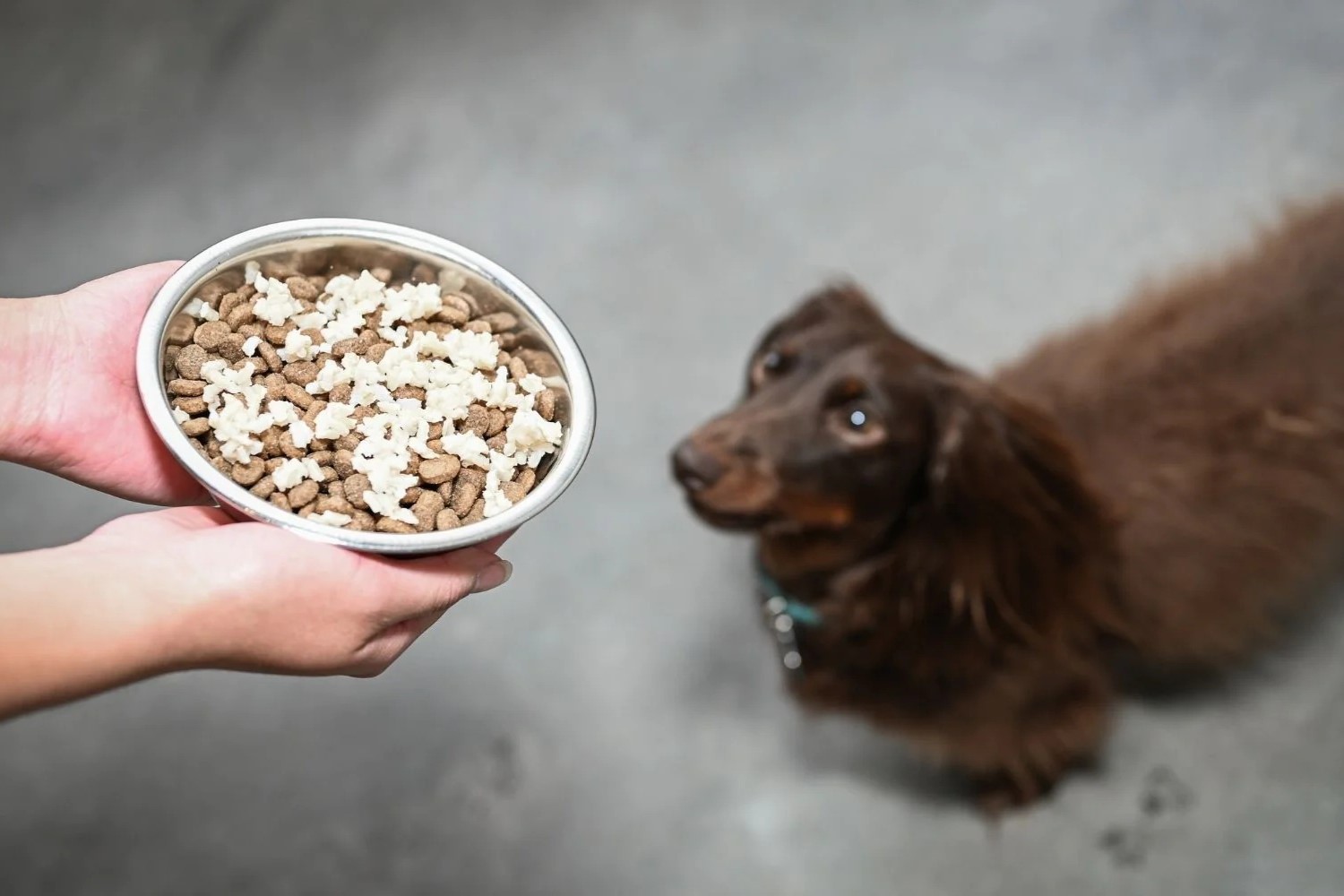 Upgrade Your Dog’s Raw Food With Wild Rice For Optimal Health!