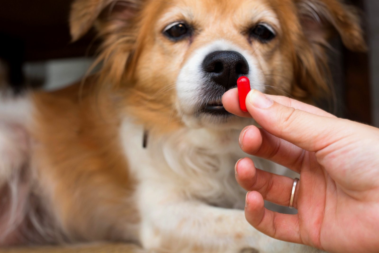 Where To Find Dog Antibiotics When You Can’t Afford A Vet Visit