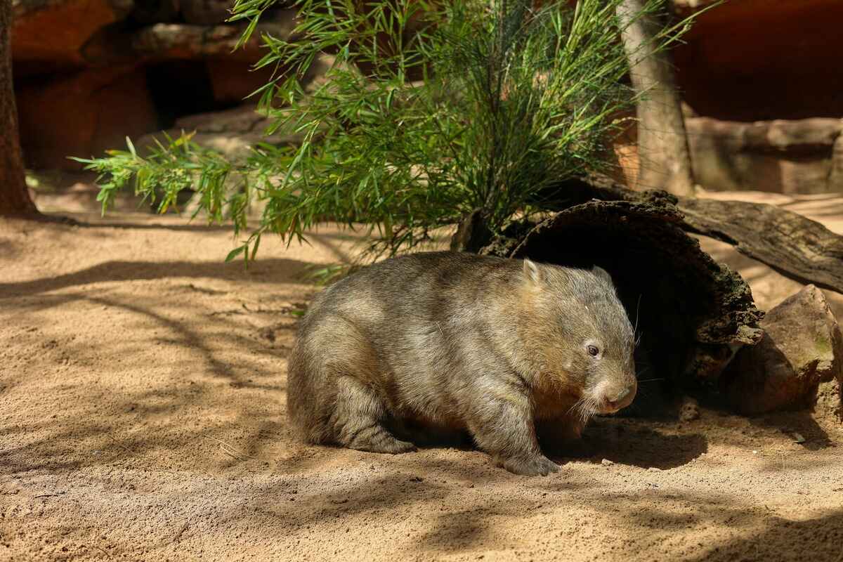 Wombats: The Surprising New Trend In Exotic Pets!