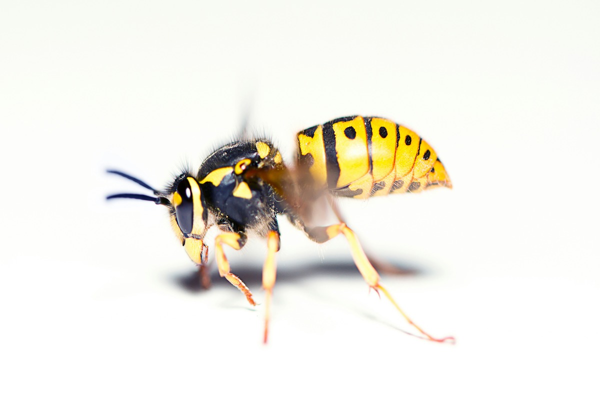 Yellow Jackets Vs. Hornets: Unveiling The Deadly Truth And How To Protect Your Home!
