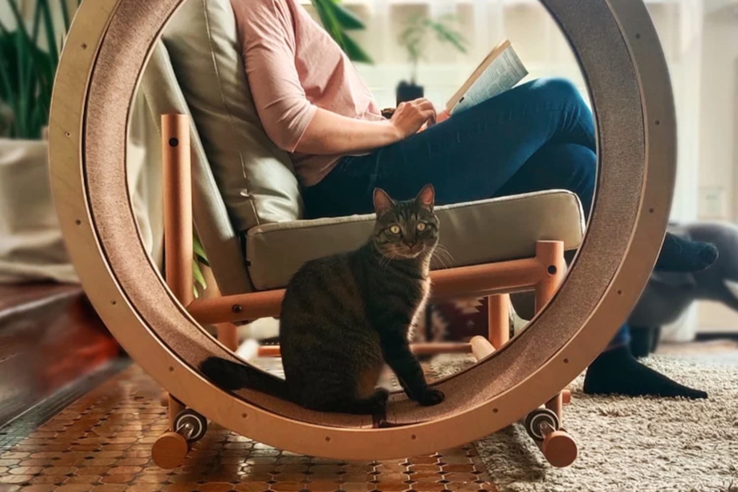 You Won’t Believe How Cats Use The Exercise Wheel!