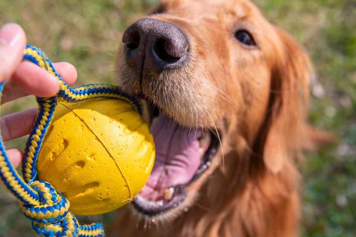 You Won't Believe How Powerful A Golden Retriever's Bite Is!
