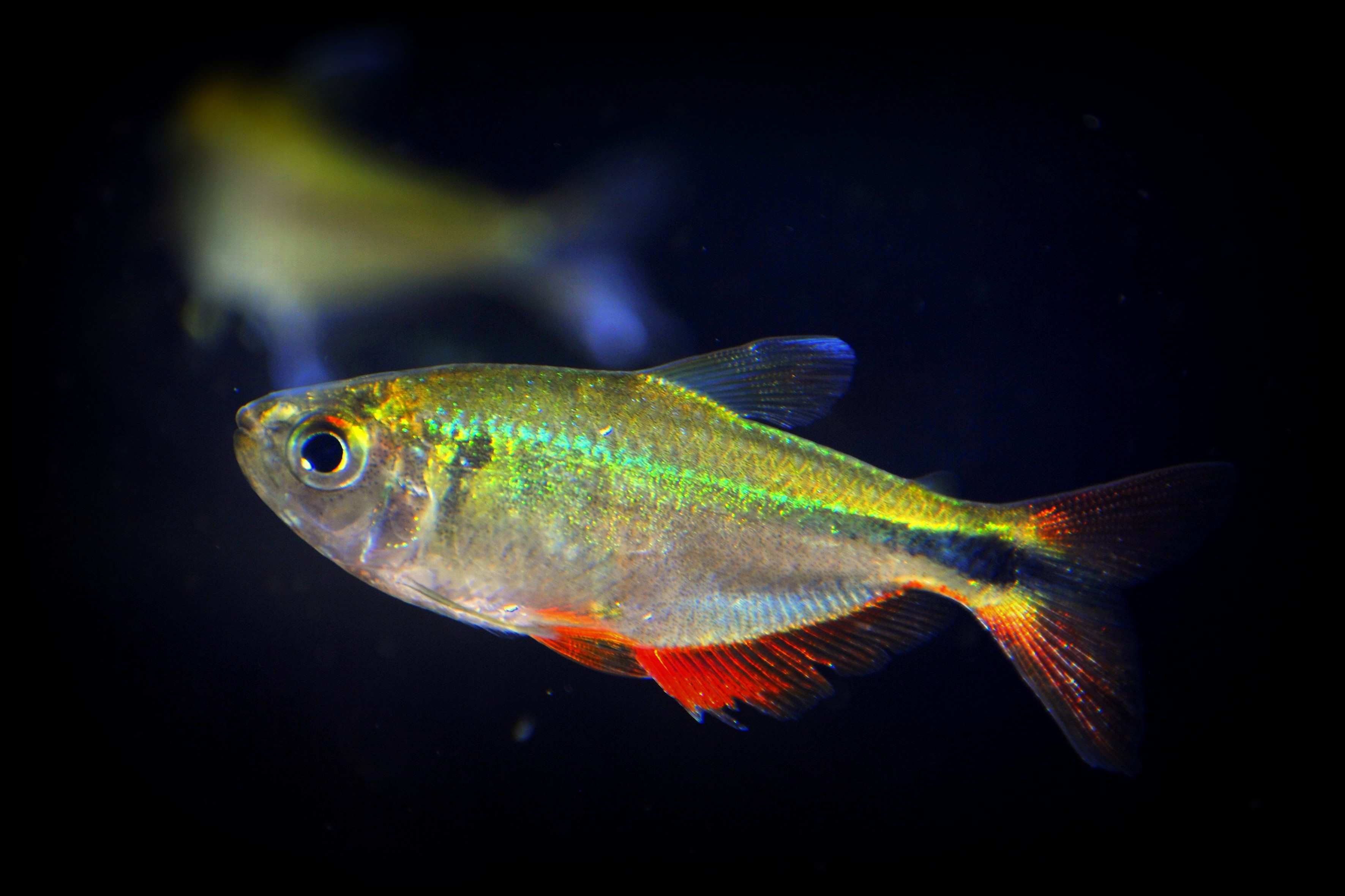 You Won’t Believe What A Pregnant Tetra Fish Looks Like!