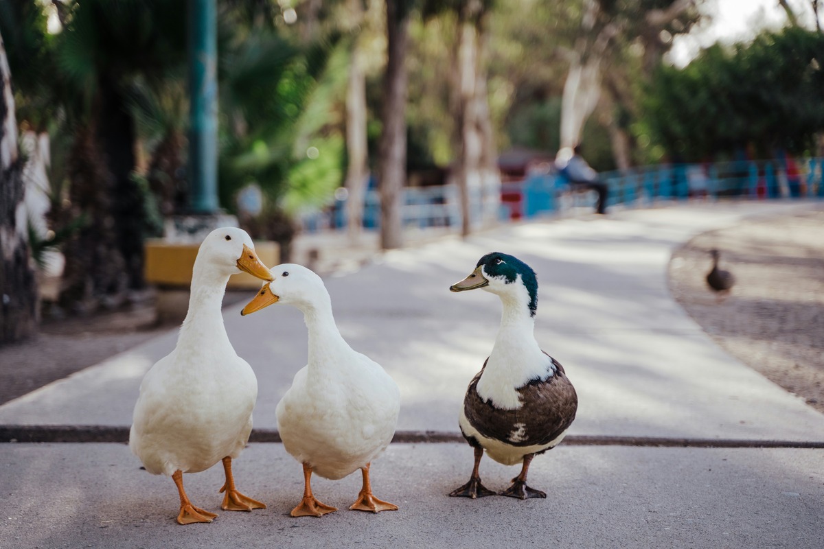 You Won’t Believe What Ducks Have Instead Of Ears!