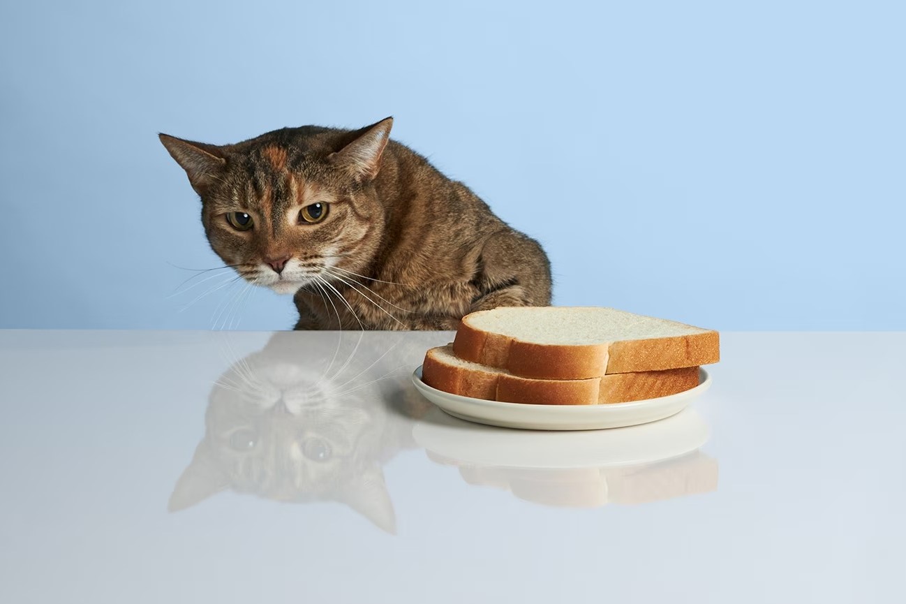 You Won't Believe What Happens When Cats Eat White Bread!