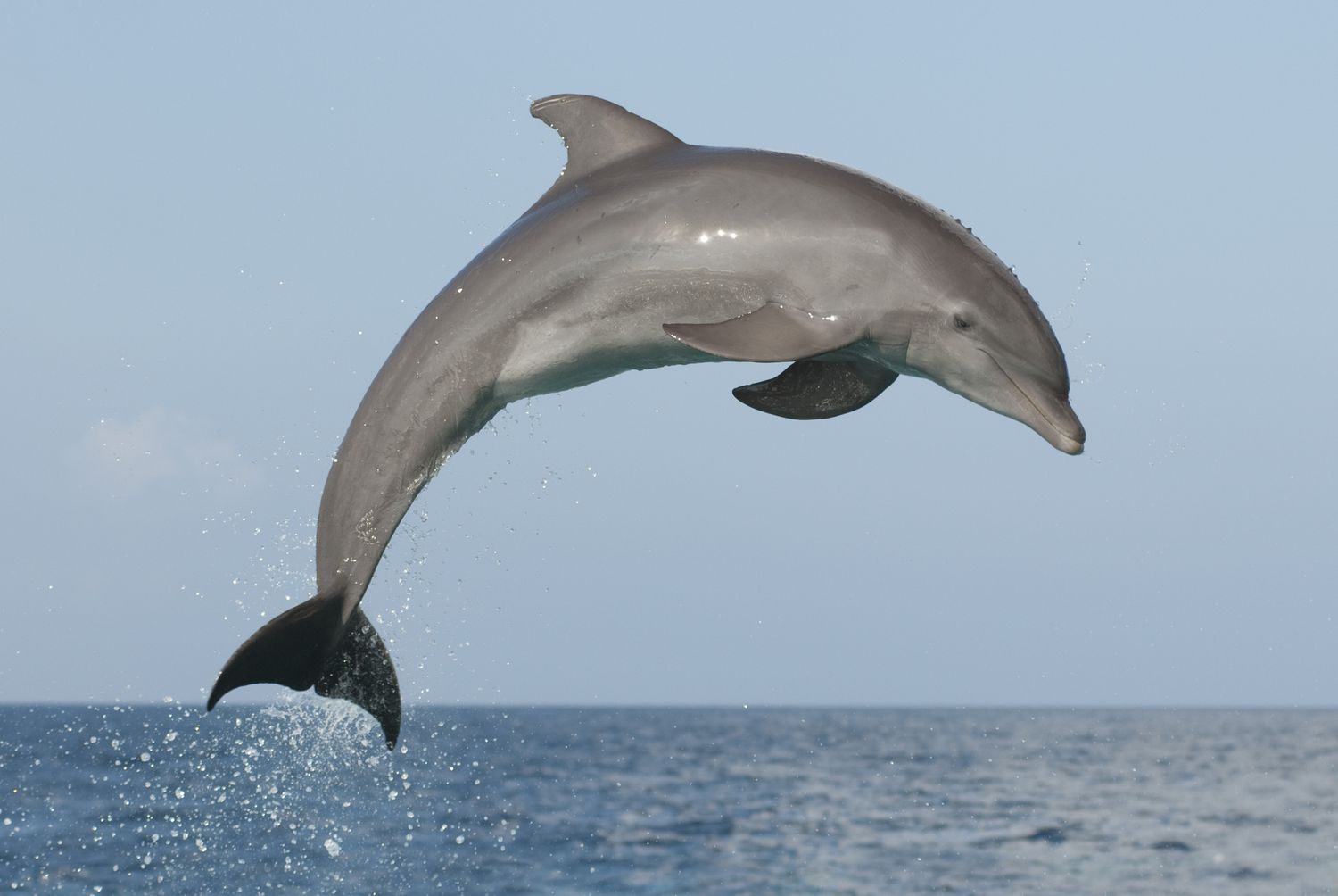 You Won't Believe Where A Dolphin's Nipples Are Located!