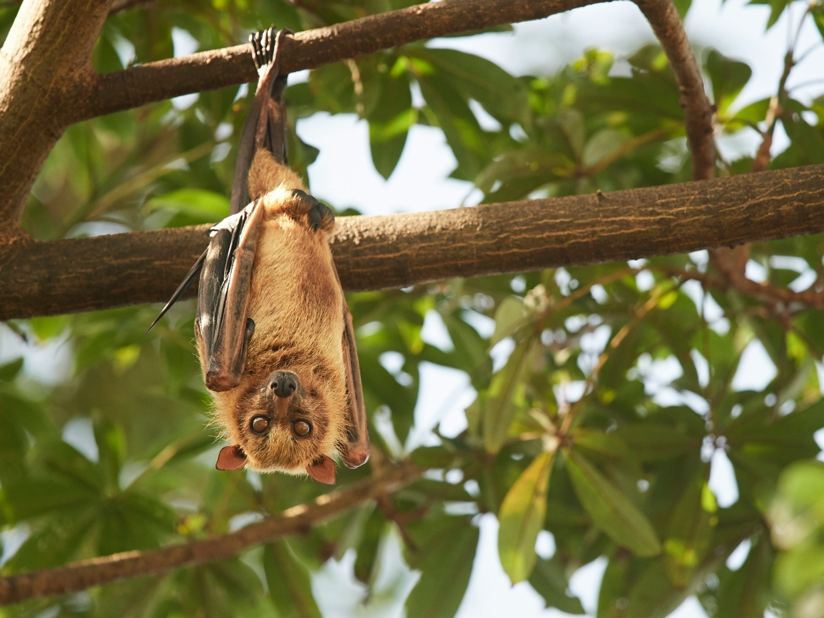 10 Foolproof Ways To Banish Bats From Your Home