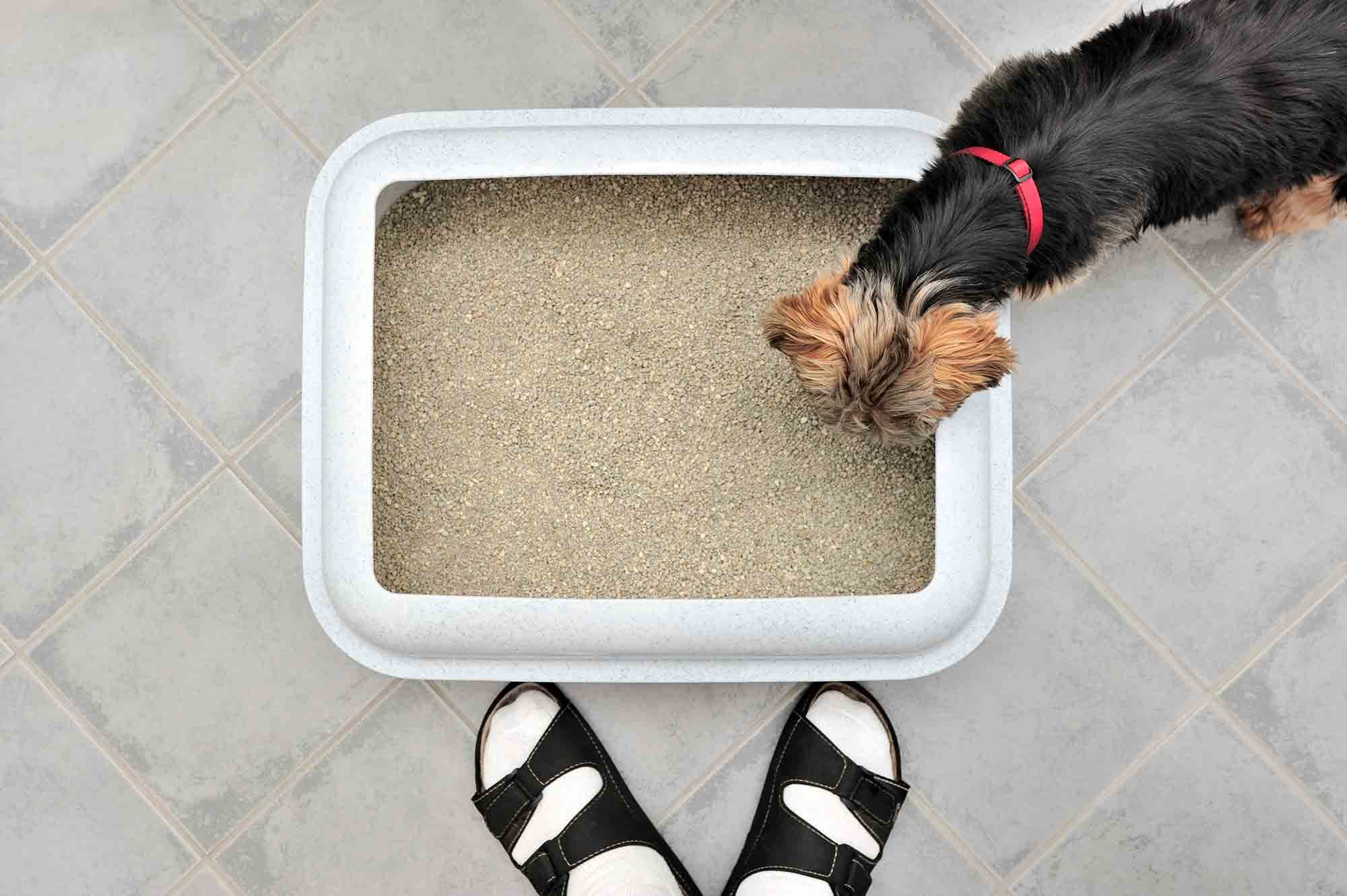 10 Foolproof Ways To Prevent Your Dog From Going Near The Litter Box