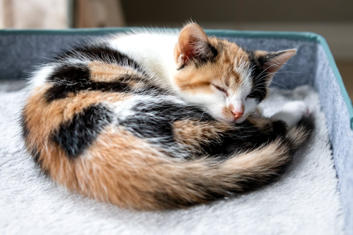 10 Unique And Adorable Names For Your New Female Calico Kitten