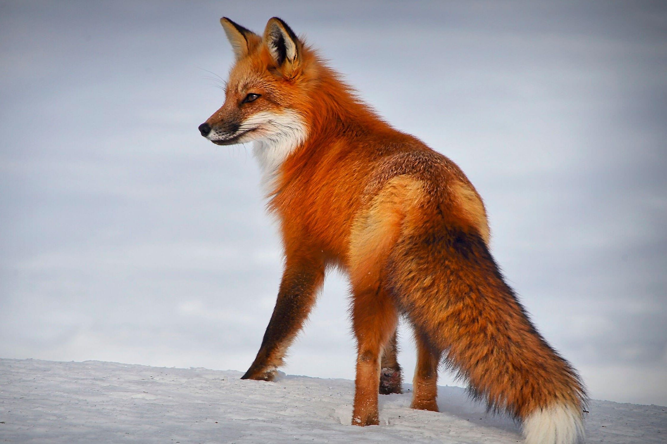 10 Unique And Creative Fox Names That Will Make Your Heart Melt