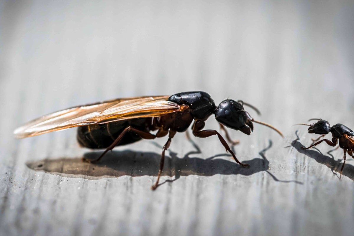5 Surprising Reasons Why Flying Ants Invade Your Home