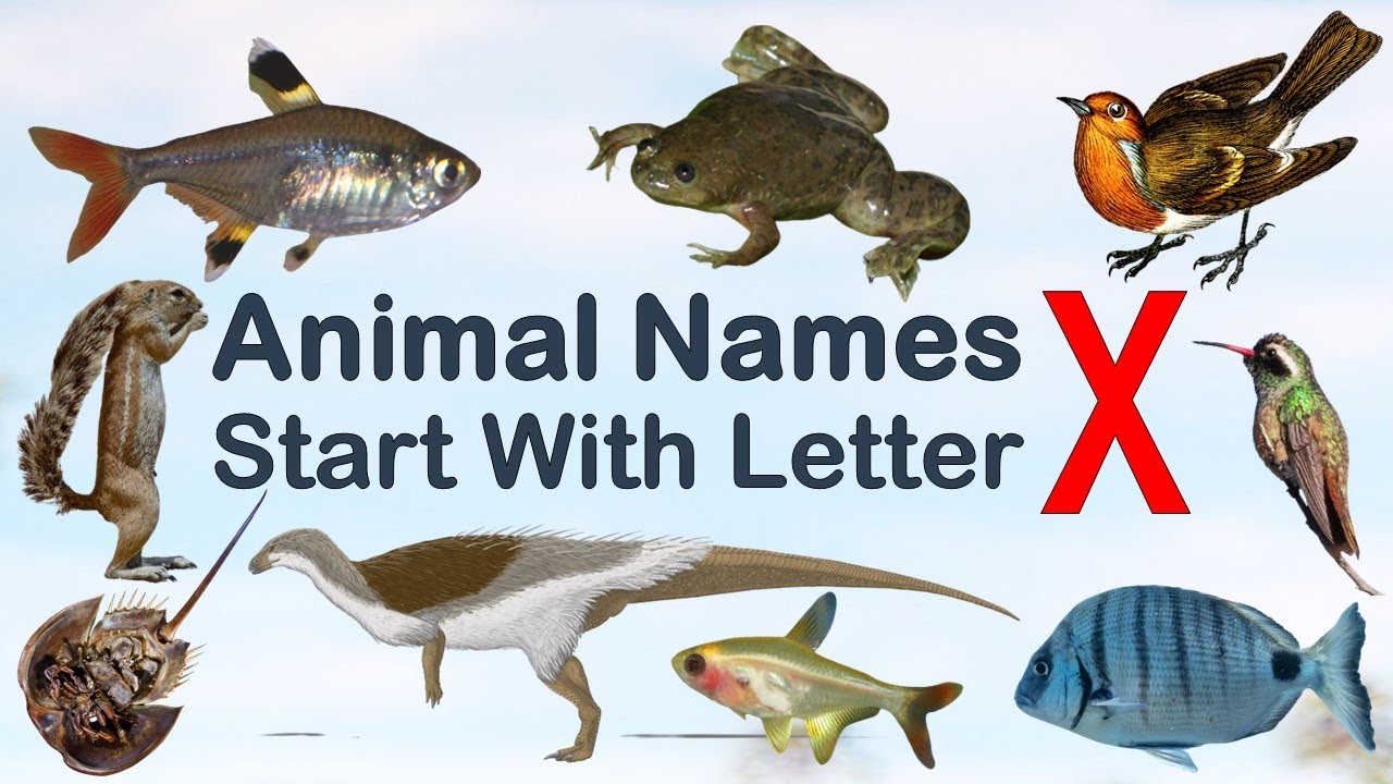 Animal Names Starting With X: A List Of Four-Letter Animals