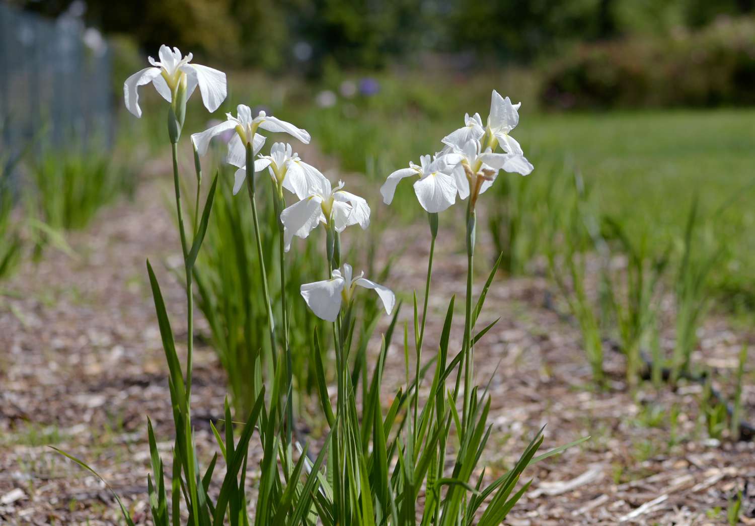 Can Japanese Iris Leaves Be Eaten? Planting Japanese Irises In My Vegetable Garden: Mistake Or Edible Delight?