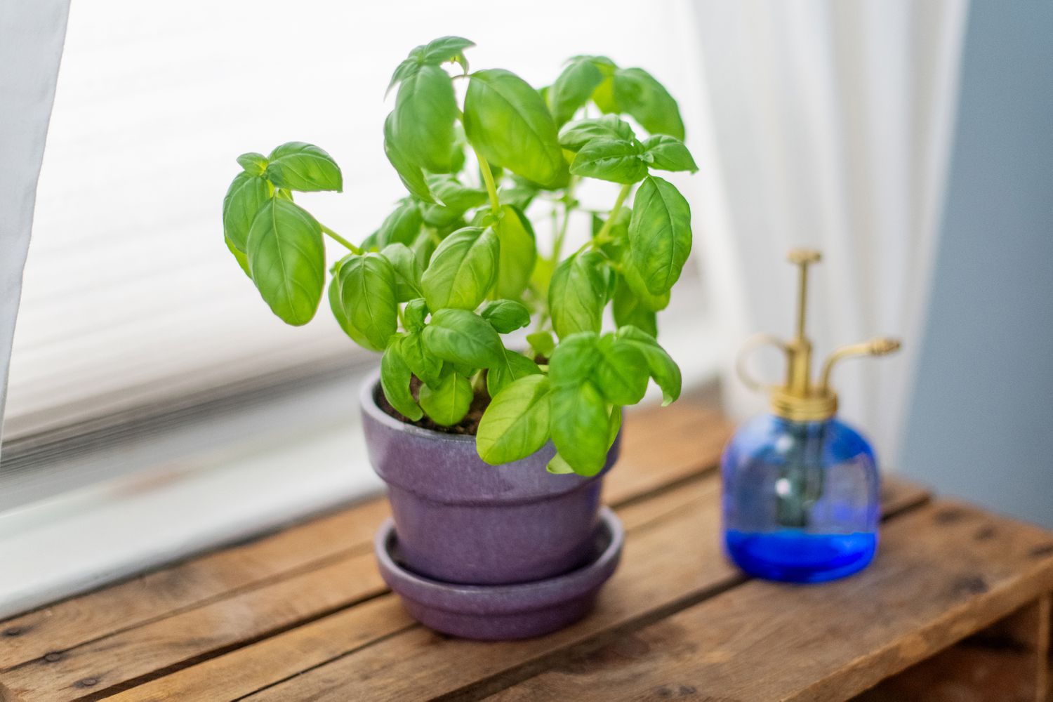 Causes And Solutions For Black Spots On Basil Leaves