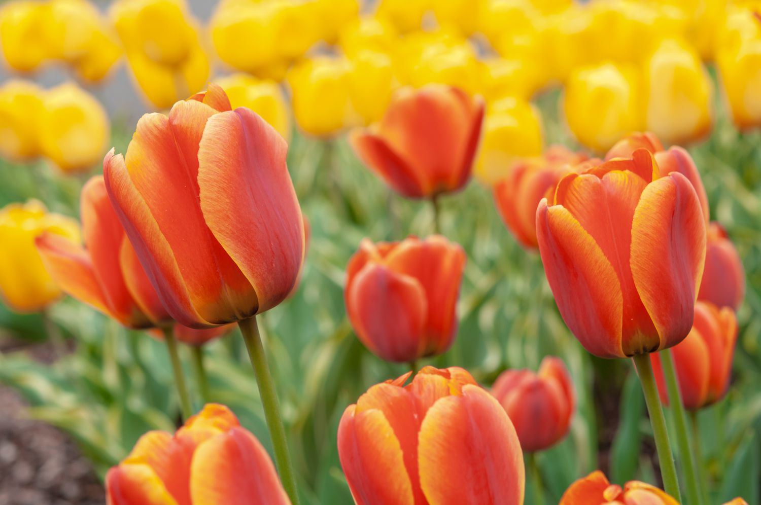 Discover The Secret To Preserving Tulip Bulbs In Pots!
