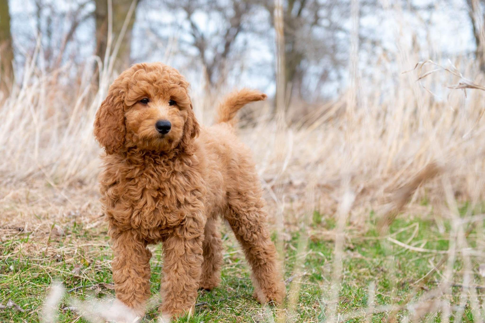 Discover The Surprising Average Weight Of Adult Mini Goldendoodles