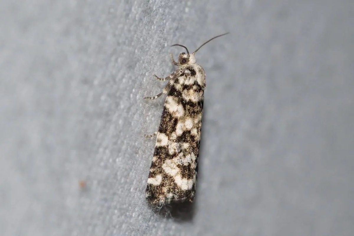 Discover The Surprising Reason Behind The Spring Moth Invasion In Your Home